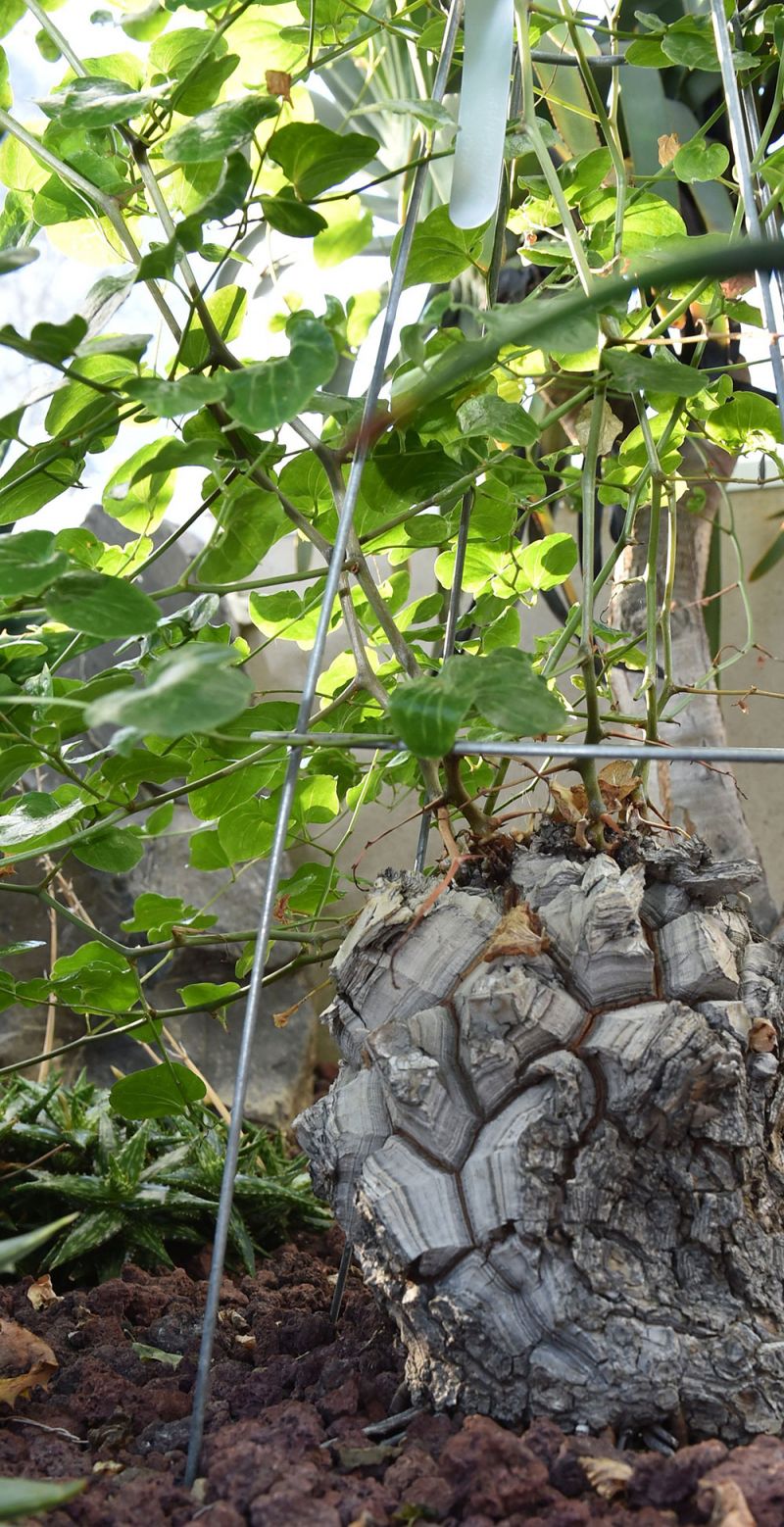 Dioscorea elephantipes