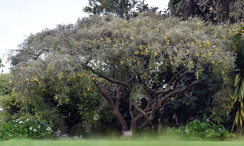 Sophora molloyi 'Early Gold'