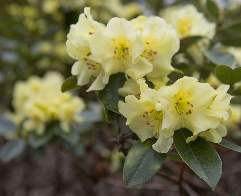 Rhododendron ‘Chrysomanicum’