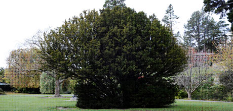 Taxus baccata