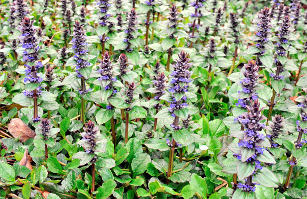 Ajuga reptans