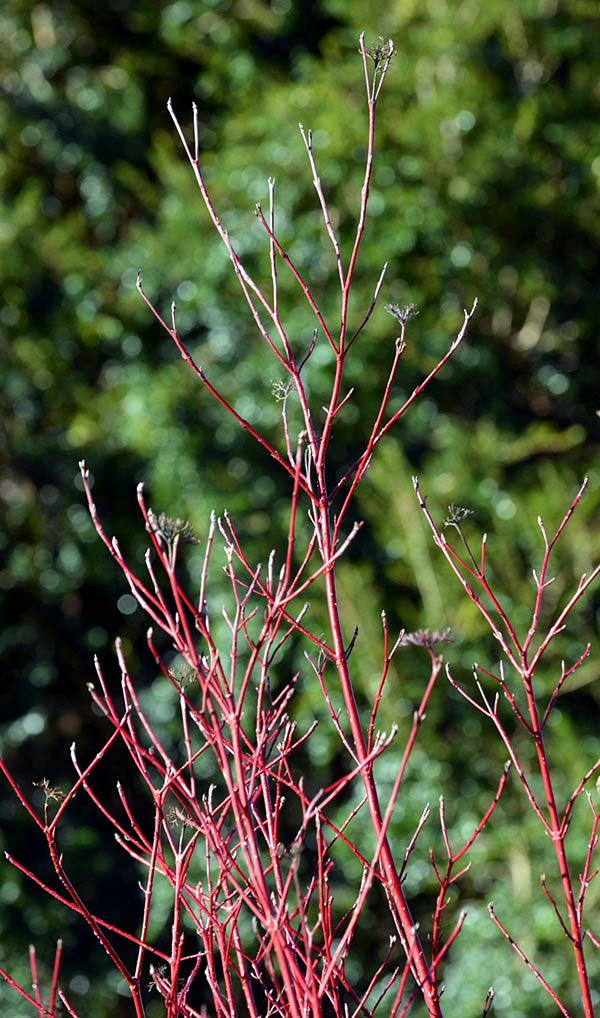 Cornus alba