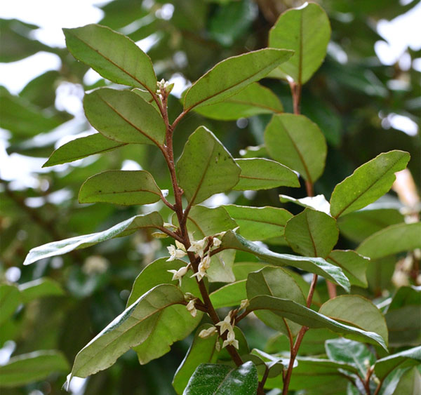 Elaeagnus ×ebbingei