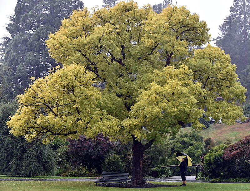 Golden Ash, Fraxinus excelsior 'Aurea'