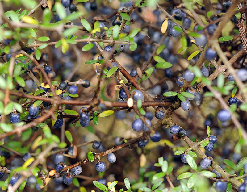 Coprosma propinqua