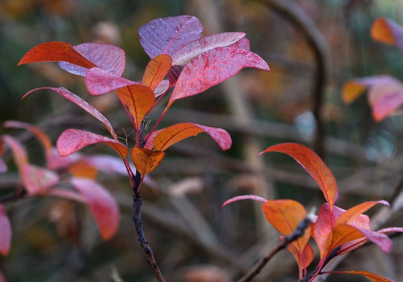 Cotinus 'Grace'