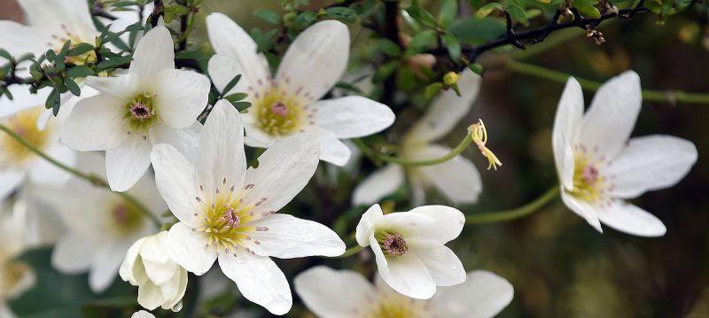 Clematis paniculata