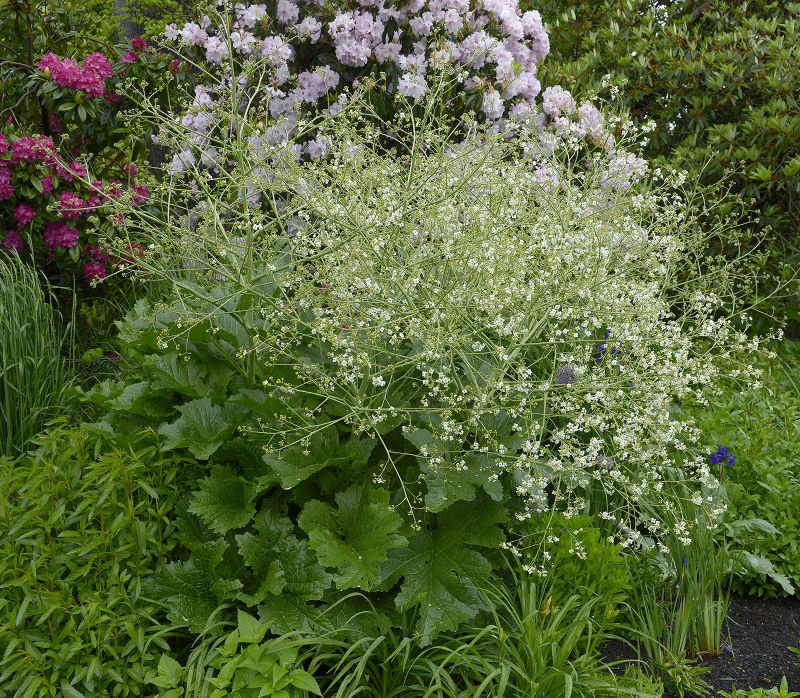 Crambe cordifolia