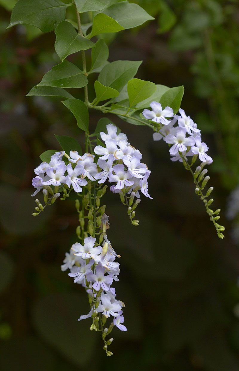 Duranta erecta