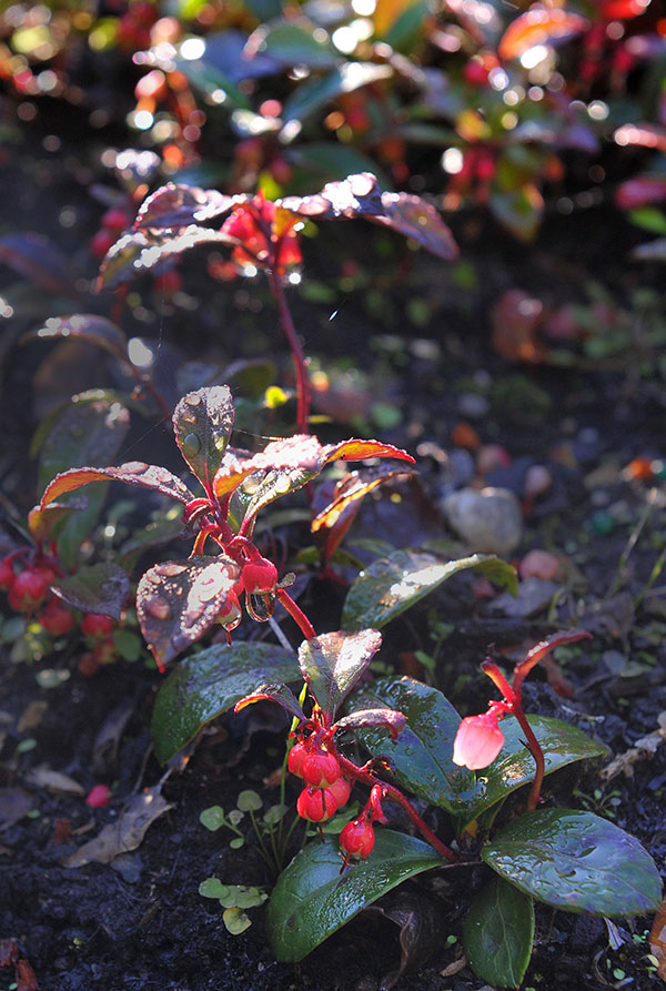 Gaultheria procumbens