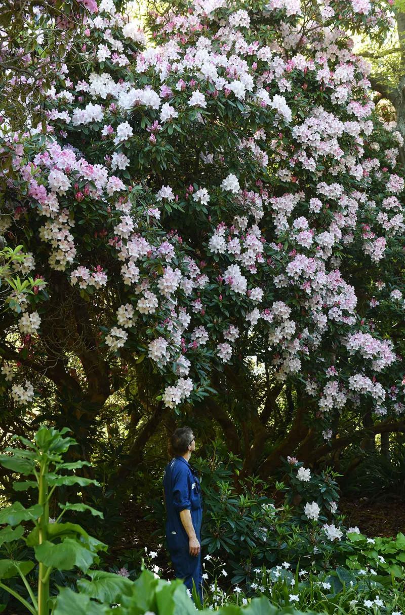 Rhododendron 'Halopeanum'