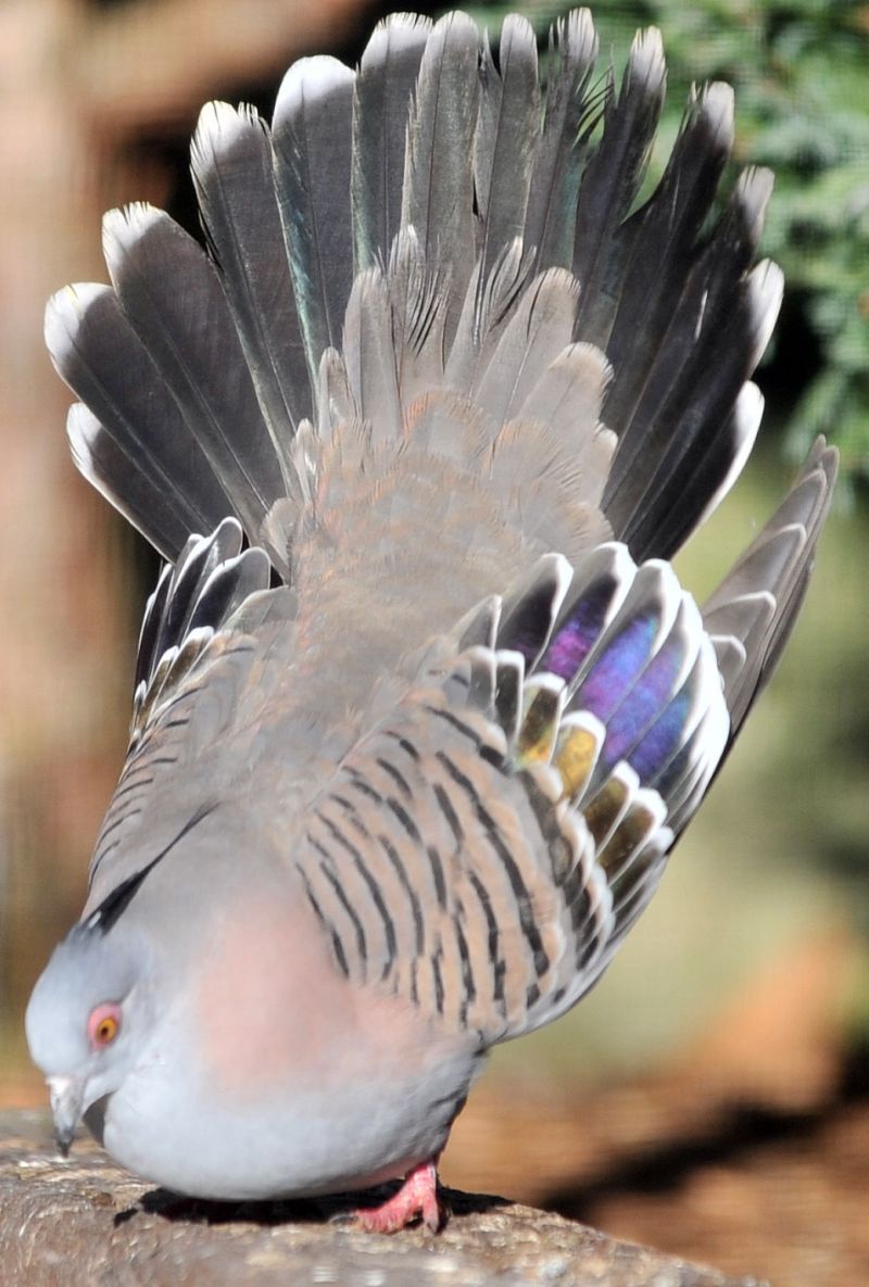 Crested Pigeon