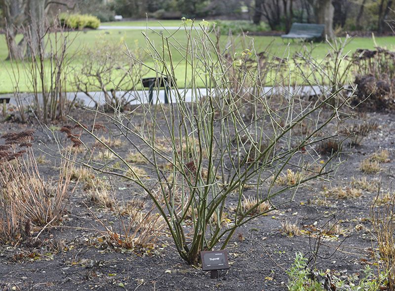 Rose Pruned