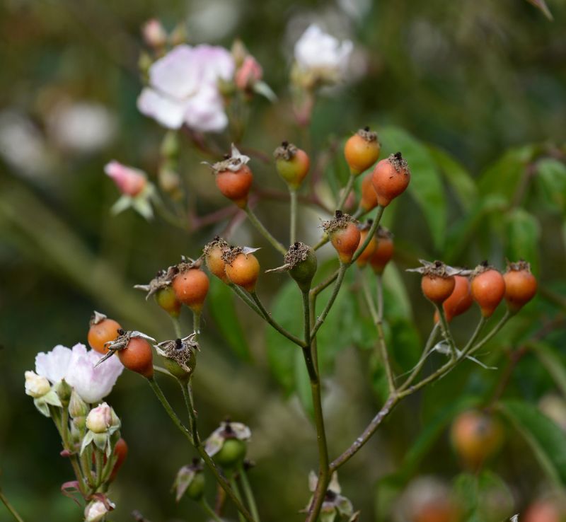 Rose hips and flower