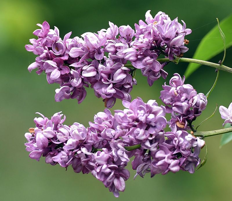 Syringa vulgaris