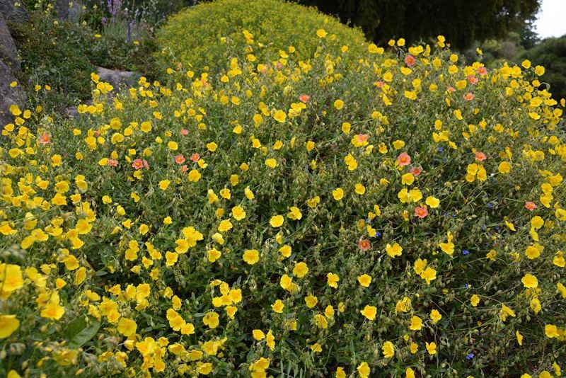 Helianthemum nummularium