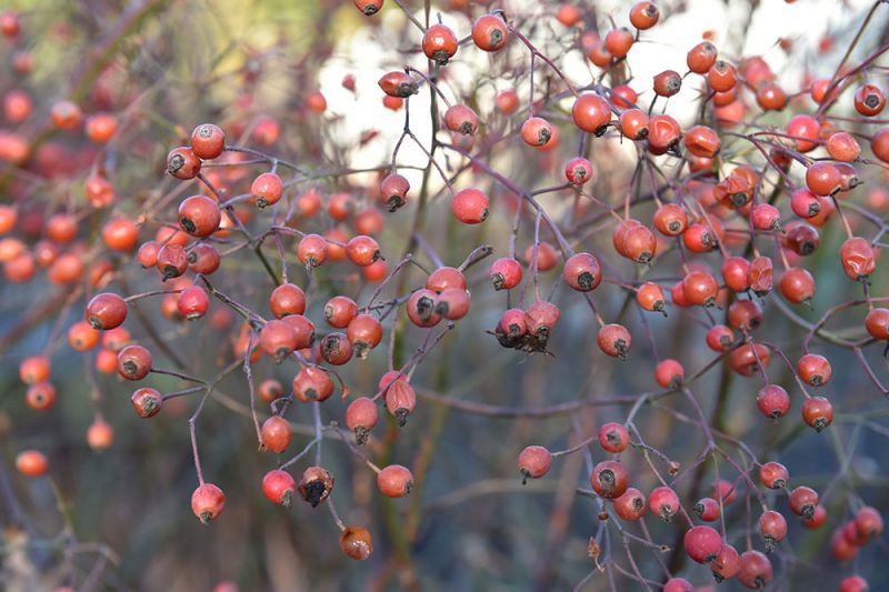 Rosa helenae hips