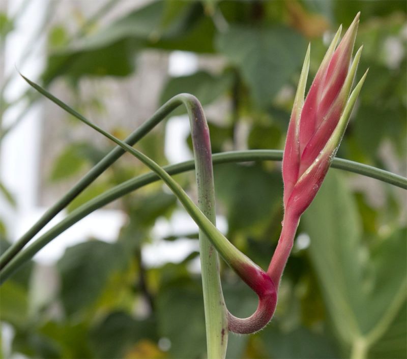 Heliconia spissa