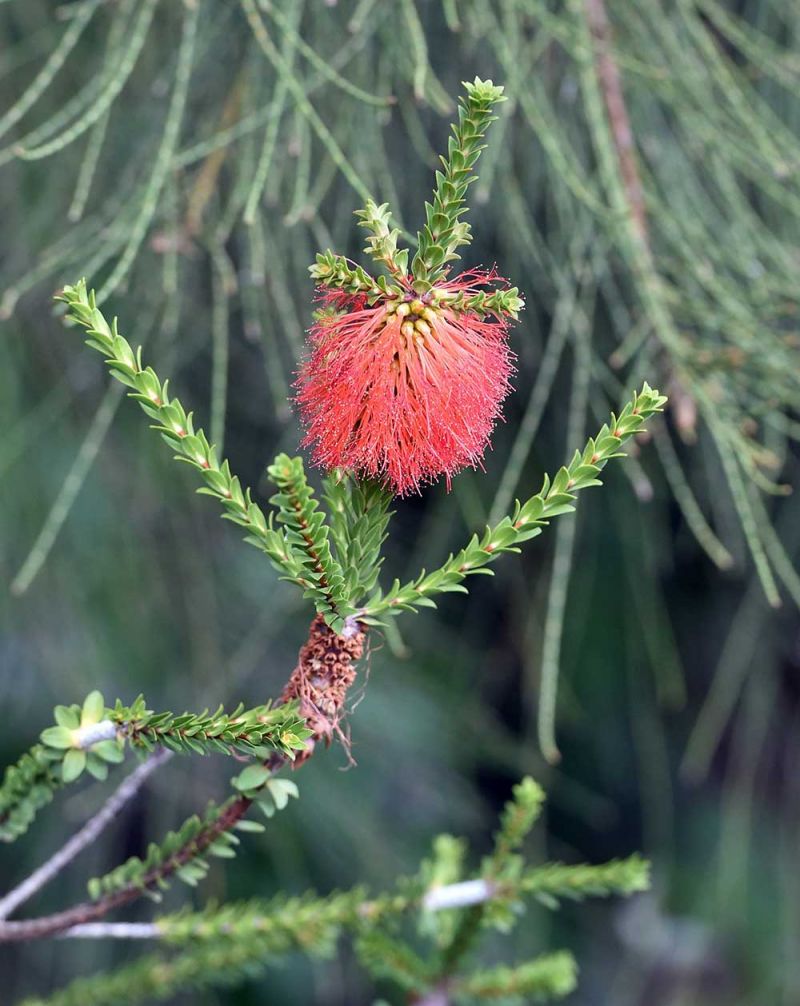 Beaufortia sparsa