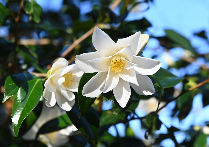 Camellia japonica ‘Lily Pons’