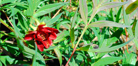 Paeonia delavayi 