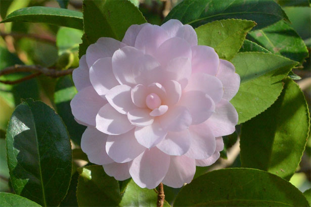 Camellia ‘Mimosa Jury’