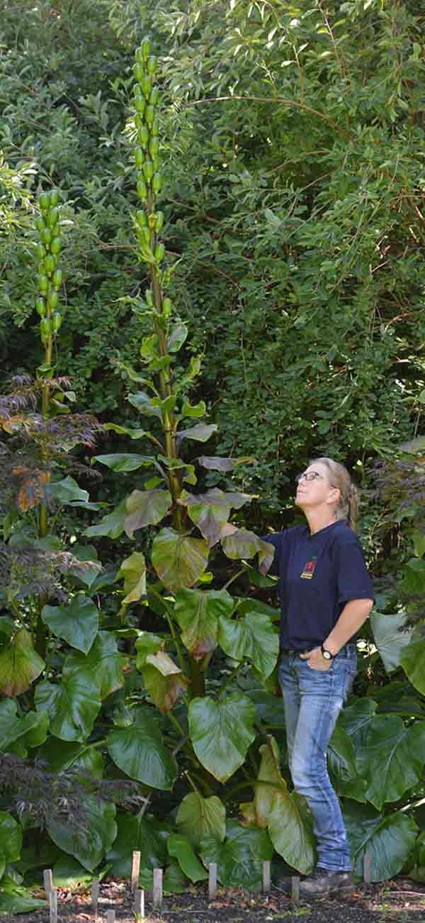 Cardiocrinum giganteum