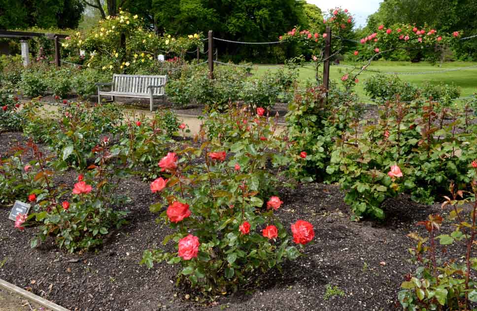 Rose Garden