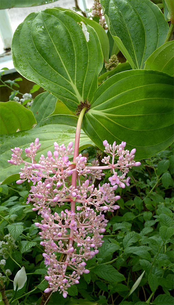 Medinilla multiflora