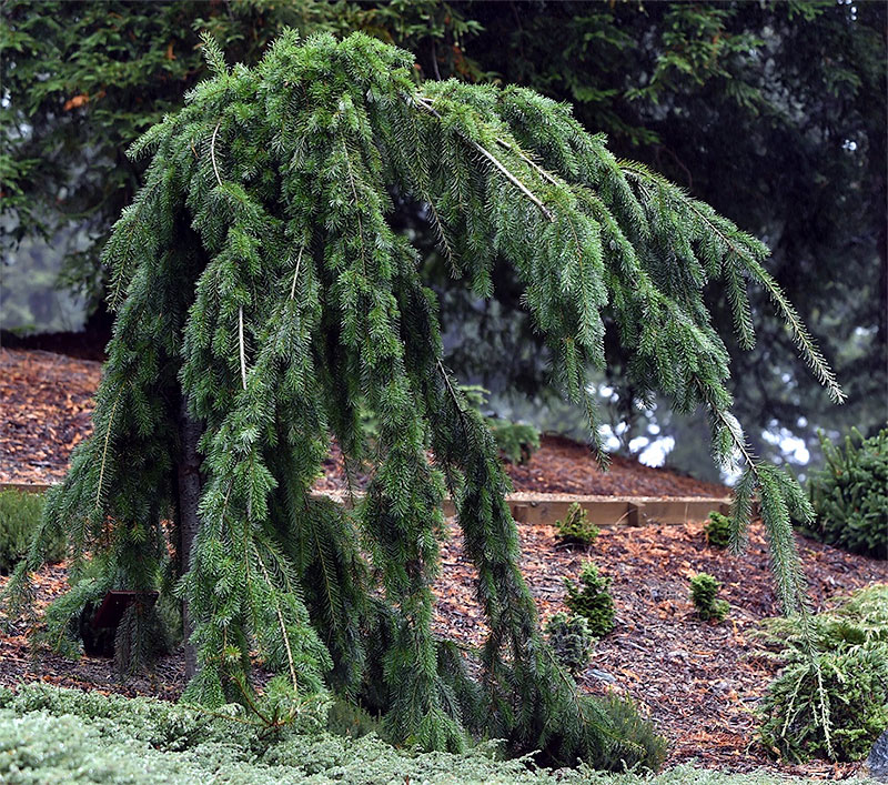 Douglas Fir - Pseudotsuga menziesii