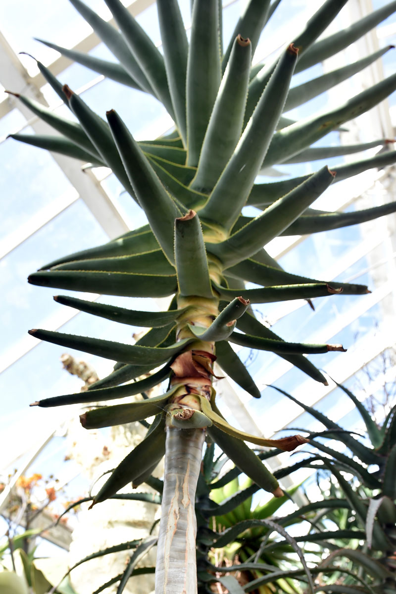 Aloe dichotoma