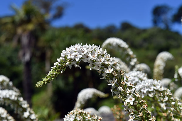 Lysimachia clethroides