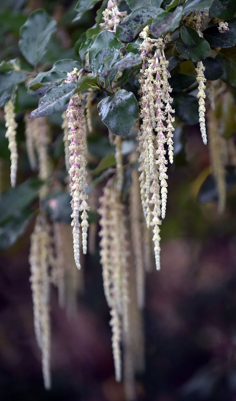 Garrya elliptica 'James Roof'