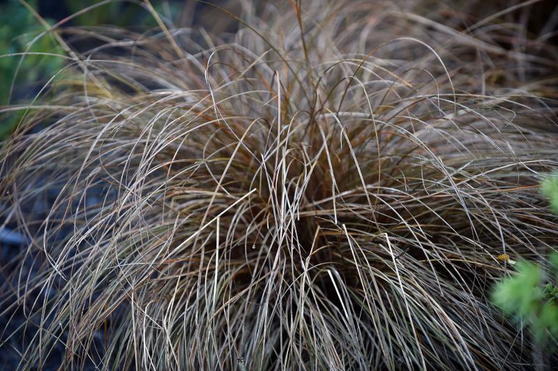 Carex flagellifera