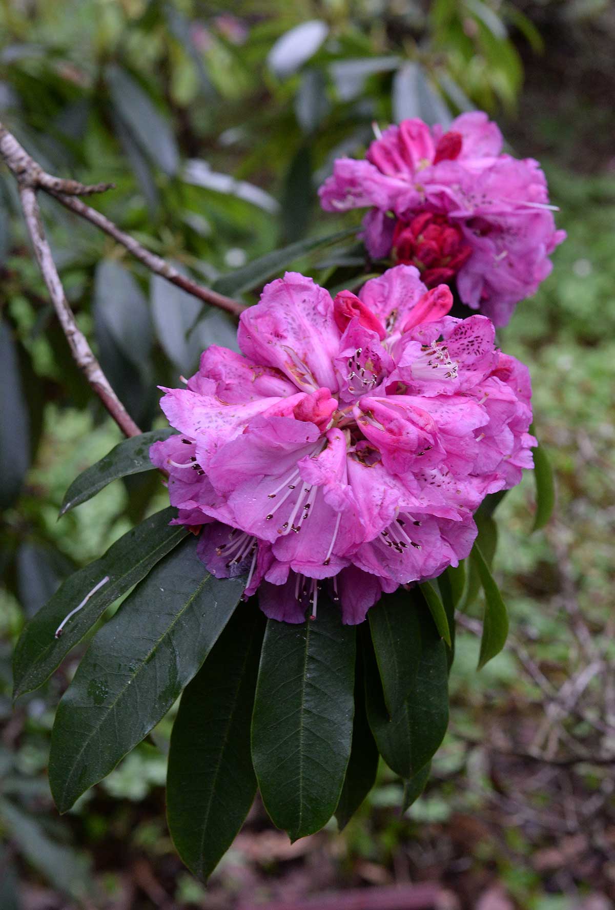 Juvenile Flower Has Special Display | Dunedin Botanic Garden Official ...