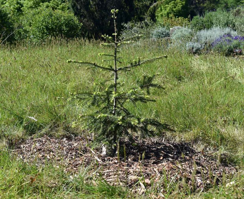 Abies vejarii