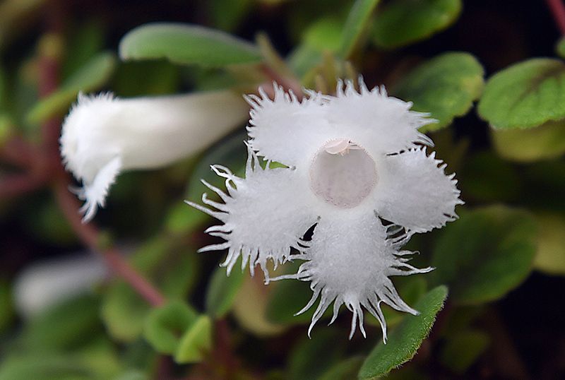 Alsobia dianthiflora