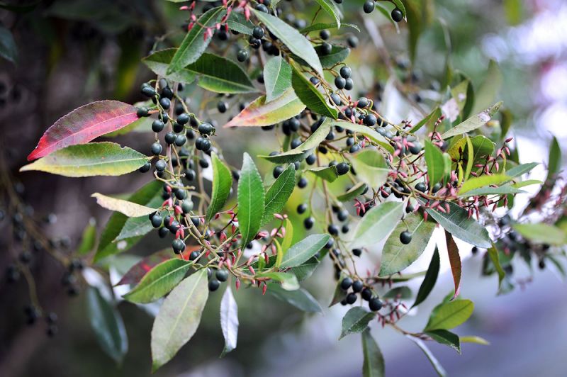 Elaeocarpus reticulatus