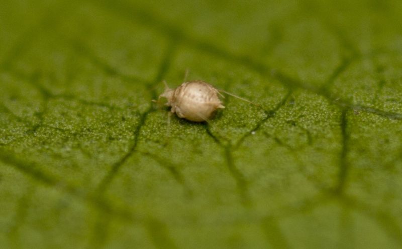 Aphid mummy