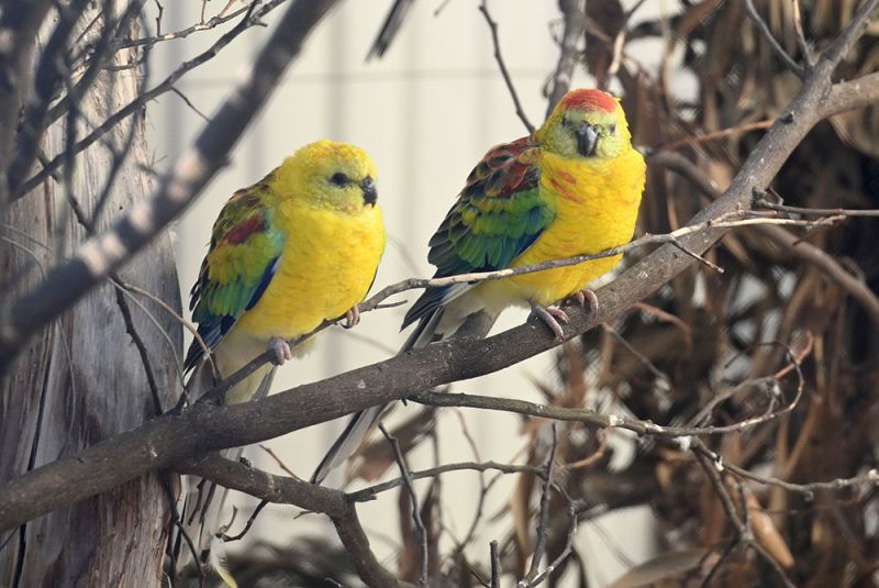 Red-rumped parrot