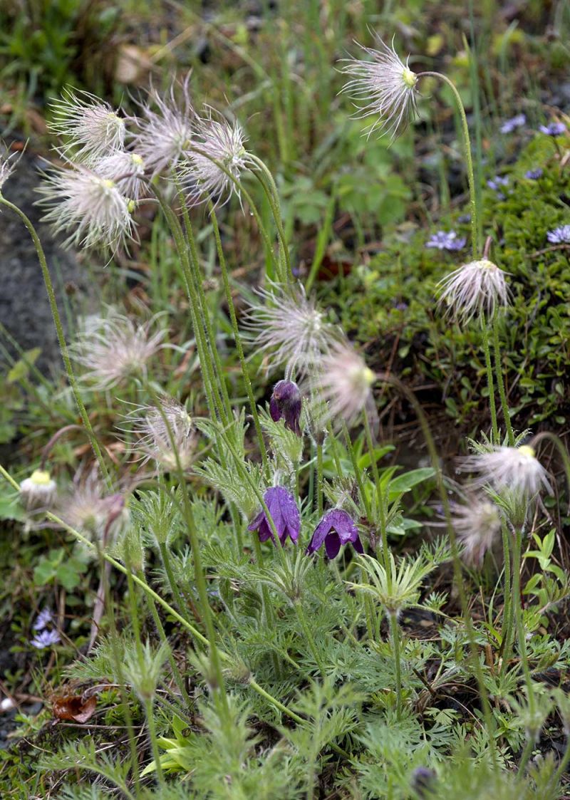 Pulsatilla