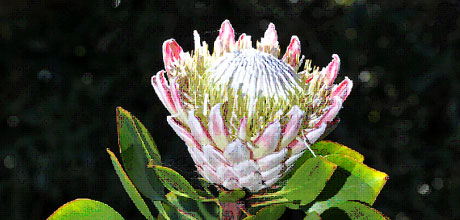 Protea