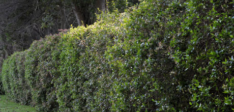 A living hedge