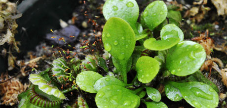 Cephalotus follicularis 