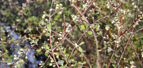 Olearia hectorii