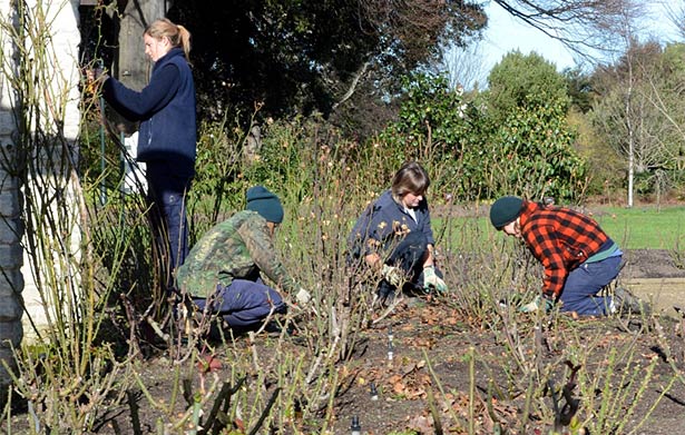 Botanic Garden staff pruning roses. 