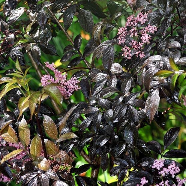 Pink Flowered Elderberry