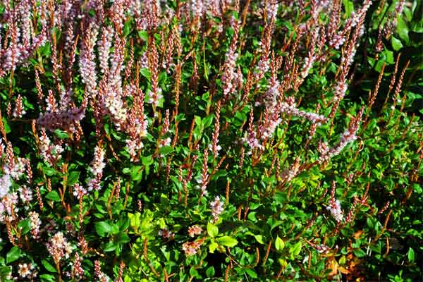 Polygonum vaccinifolium