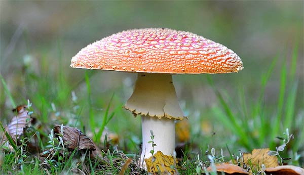 Amanita muscaria