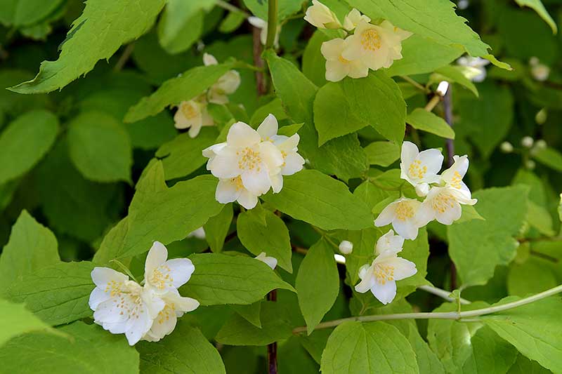 Philadelphus coronarius